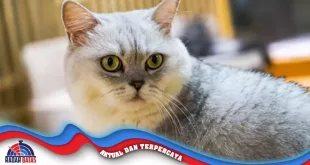 7 Fakta Menarik Tentang Kucing British Shorthair