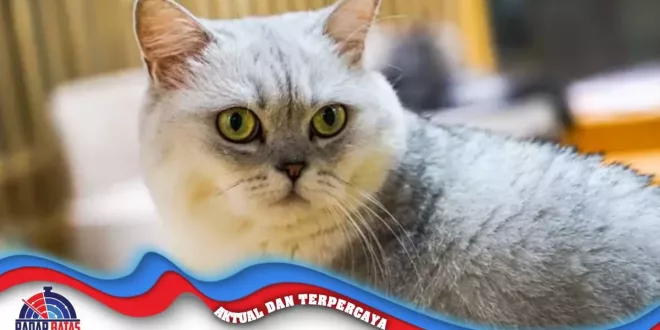7 Fakta Menarik Tentang Kucing British Shorthair