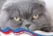 7 Fakta Menarik Tentang Kucing Scottish Fold