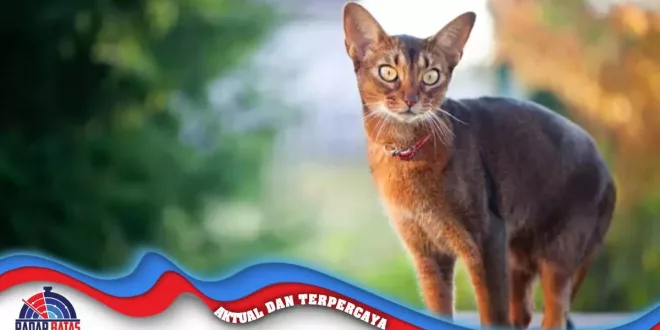 9 Fakta Menarik Tentang Kucing Abyssinian